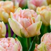 Bulbos de tulipán resistentes al invierno, perennes, mezcla Vista previa de la imagen del producto 2