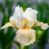 Schwertlilien Winterhart Mehrjährig - Iris Germanica Produktbild-Vorschau 2