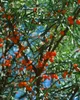 Hippophae rhamnoides, Sanddorn, 60–100 cm Produktbild-Vorschau 11