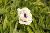 Papaver orientale 'Royal Wedding', Türkischer Mohn, weiß, Produktbild-Vorschau 2