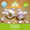 Winterpflanzknoblauch Primor | Pflanzknoblauch von FLORTUS, Produktbild-Vorschau 1