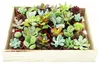 Mini sukulenty 3,5cm květináč - dřevěná krabička s 30 Náhled obrázku produktu 2