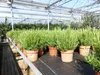 4x echter Rosmarin Officinalis 50 - 60 cm Höhe, XL Busch Ø Produktbild-Vorschau 5