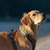 A golden retriever dog wearing a harness with a GPS tracker attached, looking upwards. Anteprima dell’immagine prodotto