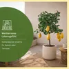 Meine Orangerie Zitronenbaum Mezzo - echte Zitrone - Produktbild-Vorschau 2