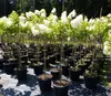 Hortensie Rispenhortensie Stamm 150 - 180 cm Candlelight Produktbild-Vorschau 1