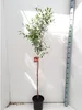 A potted pomegranate tree with a measuring stick next to it. Náhľad obrázku produktu