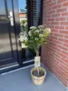 Viburnum tinus - Roślina stojąca - Roślina tarasowa - Podgląd zdjęcia produktu 5