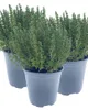 Enseleits 3er Set Italienischer XXL Thymian im 15cm Topf Produktbild-Vorschau 1