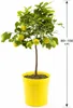 Vier-Jahreszeiten-Zitrone 80–100 cm – Citrus limon Produktbild-Vorschau 5