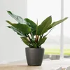 LECHUZA-Vase à plantes CLASSICO Premium LS 21 Anthracite Voir les images du produit 14