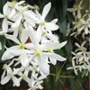 Clematis Armandii (zimozielony i odporny) - Wieloletnie Podgląd zdjęcia produktu 6