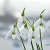 Śnieżyczka - 50 szt - Galanthus elwesii - Cebulki kwiatowe Podgląd zdjęcia produktu 5