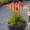 Stauden Gänge 3 x Kniphofia 'Papaya Popsicle' - Orangerote Produktbild-Vorschau 9