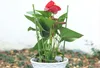 Verk 01894 Kruhová podpera rastlín 60 cm Náhľad obrázku produktu 2
