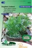 Licoboost Licoboost Tagetes Filifolia Semi - piante Anteprima dell’immagine prodotto 2