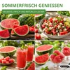 Wassermelonen Sugar Baby Samen - Citrullus lanatus - Produktbild-Vorschau 9