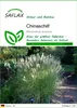 SAFLAX - Chinaschilf - Miscanthus sinensis - 200 Samen Produktbild-Vorschau 1