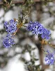 Ceanothus Impressus Säckelblume - Victoria - Albero ad alto Anteprima dell’immagine prodotto 3