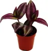 Mini plante - Tradescantia « Purple » - fleur à trois Voir les images du produit 1