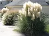 Pampas grass plants are planted in front of a house. Produktbild-Vorschau