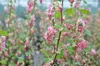 Ribes sang. 'King Edward Vii' - Ribes 50- 60 cm - Conteneur Voir les images du produit 2