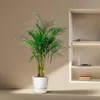 Palma złocista (Dypsis lutescens) Ø24 cm ↕170 cm – palma Podgląd zdjęcia produktu 4