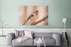 MuchoWow® Poster Vogel - Tiere - Fink 120x80 cm - Bilder Produktbild-Vorschau 5