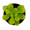 Plante carnivore - Pinguicola agnata - Pot de 9 cm Voir les images du produit 3