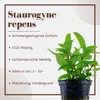 Aquarium Pflanze Staurogyne repens Tropica Nr.049G Produktbild-Vorschau 3