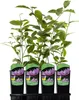 Magnolia George Henry Kern 2L Podgląd zdjęcia produktu 12