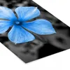 MuchoWow® MuchoWow® Gerahmtes Poster Blumen - Blau - Produktbild-Vorschau 7