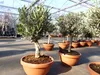 Olivenbaum Bonsai 70 - 90 cm Formgehölz, Olive winterhart, Produktbild-Vorschau 2