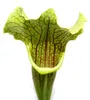 Schlauchpflanze - Sarracenia - groß - 12cm Topf Produktbild-Vorschau 3