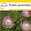 SAFLAX Kultivačný set - kráľovský protea - Protea Náhľad obrázku produktu 9