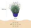 Gartenpflanze - Lavandula angustifolia Hidcote - Lavendel - Produktbild-Vorschau 3