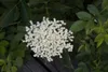 HOLUNDERBLÜTEN-GELEE naturrein 640g im Dekorglas von DARBO Produktbild-Vorschau 5