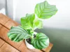 Gardners Calathea Orbifolia, průměr 11-12 cm Náhled obrázku produktu 3