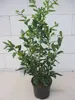 Aufrechte Schleimbeere - Fleischbeere - Sarcococca confusa Produktbild-Vorschau 1