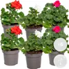 Bloomique - 6er-Mix - Pelargonium Zonale - Stehende Produktbild-Vorschau 2