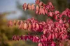 Euonymus alatus, Flügel-Spindelstrauch, 40–60 cm, leuchtend Produktbild-Vorschau 4
