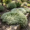 6x Thymus praecox Albiflorus P9 H20 Produktbild-Vorschau 4