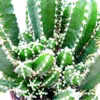 Cereus floridianus – „Grüne Finger“ – in einem 5,5-cm-Topf Produktbild-Vorschau 2
