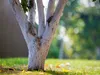 A close-up of a tree trunk painted white, with a blurred background of grass and trees. Produktbild-Vorschau