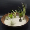 Tillandsien 4er-Mix, Tillandsia, Bromeliengewächs Produktbild-Vorschau 4