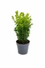 Buchsbaum 40 cm Strauch – Buxus sempervirens winterhart – Produktbild-Vorschau 5