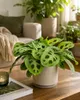 Maranta leuconeura Kerchoveana 30 cm | Korbmarante Produktbild-Vorschau 1