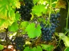 Vinná réva Nero 2L Náhled obrázku produktu 3