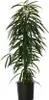 Ficus pleureur - Ficus binnendijkii - Hauteur 100-110cm - Voir les images du produit 6