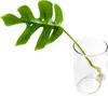 Gardners Monstera minima - odrezky na zakorenenie Náhľad obrázku produktu 1